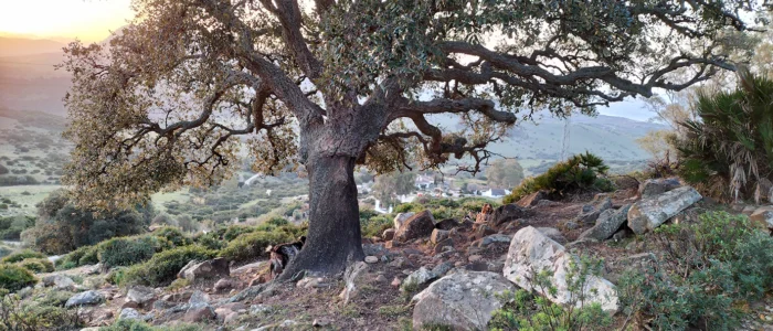 El Cabrero de Bolonia, Quesos y Yogures de Leche Ecologica de Cabra Payoya, Queseria Ecologica y Artesana, Experiencia rural, Rutas de Pastoreo con Cabras Payoyas, Parque Natural del Estrecho, Bolonia, Cadiz