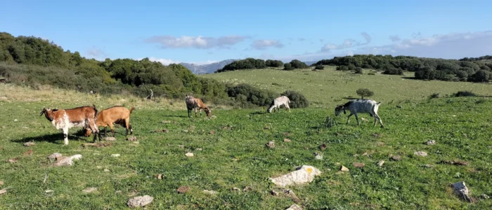 El Cabrero de Bolonia, Quesos y Yogures de Leche Ecologica de Cabra Payoya, Queseria Ecologica y Artesana, Parque Natural del Estrecho, Bolonia, Cadiz